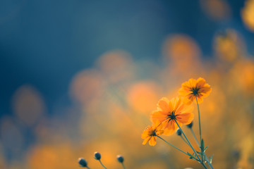 安徽往届高考成绩查询入口/如何查安徽历年高考位次